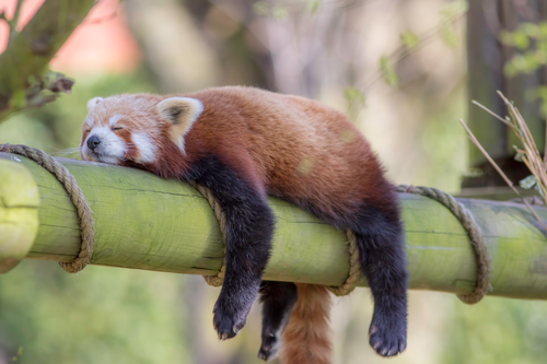 Red Panda Peaceful Sleep Dance of Qigong Marin County